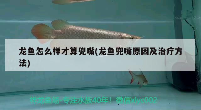 龍魚怎么樣才算兜嘴(龍魚兜嘴原因及治療方法)