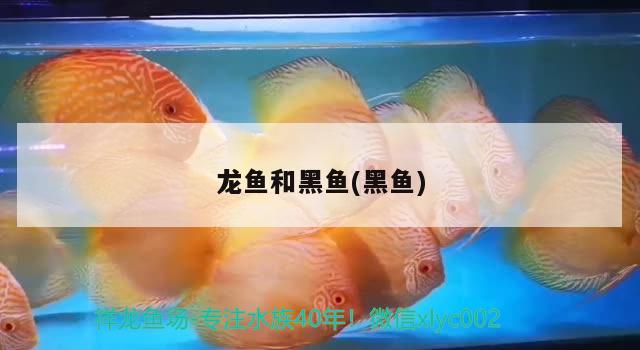 龍魚和黑魚(黑魚) 白子銀版魚苗