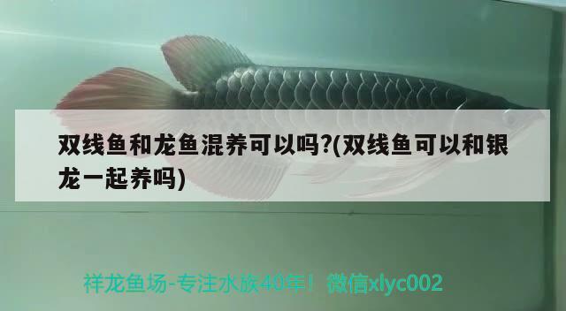 雙線魚和龍魚混養(yǎng)可以嗎?(雙線魚可以和銀龍一起養(yǎng)嗎)