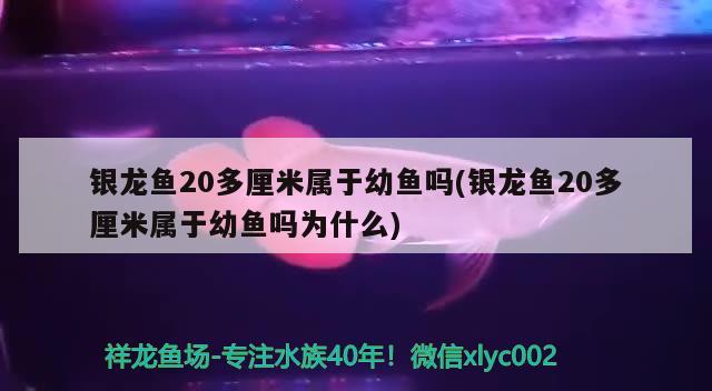 銀龍魚20多厘米屬于幼魚嗎(銀龍魚20多厘米屬于幼魚嗎為什么)