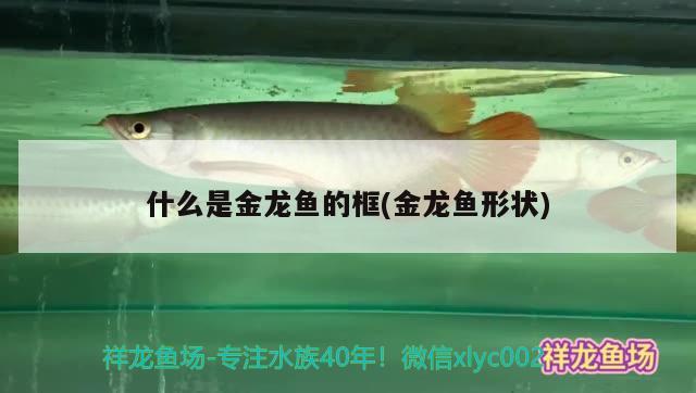 什么是金龍魚(yú)的框(金龍魚(yú)形狀) 觀賞魚(yú)企業(yè)目錄