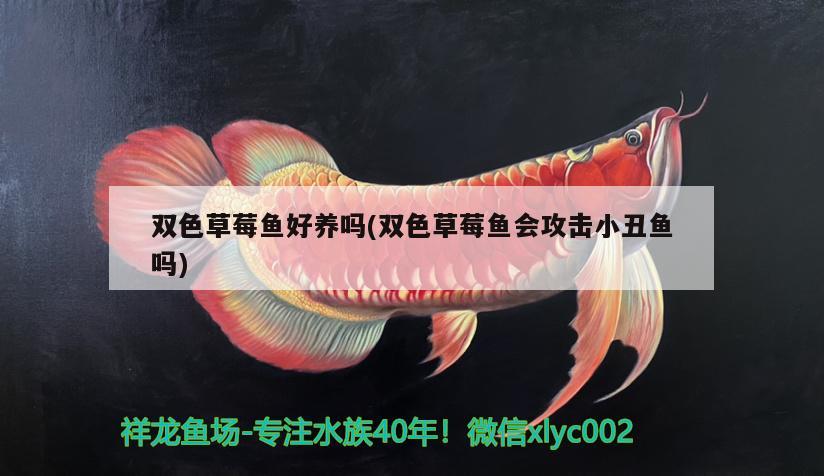 雙色草莓魚好養(yǎng)嗎(雙色草莓魚會攻擊小丑魚嗎) 海水魚