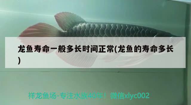 龍魚壽命一般多長時(shí)間正常(龍魚的壽命多長)