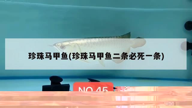 珍珠馬甲魚(珍珠馬甲魚二條必死一條)