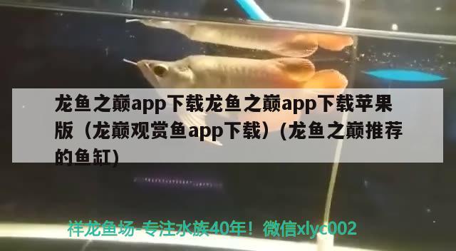 龍魚之巔app下載龍魚之巔app下載蘋果版（龍巔觀賞魚app下載）(龍魚之巔推薦的魚缸) 喂食器 第3張