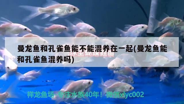 曼龍魚和孔雀魚能不能混養(yǎng)在一起(曼龍魚能和孔雀魚混養(yǎng)嗎)