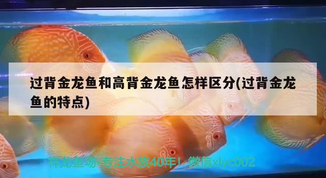 過背金龍魚和高背金龍魚怎樣區(qū)分(過背金龍魚的特點)