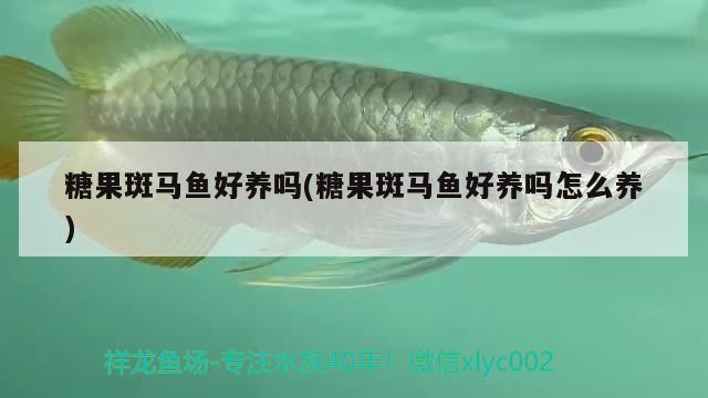 糖果斑馬魚好養(yǎng)嗎(糖果斑馬魚好養(yǎng)嗎怎么養(yǎng))