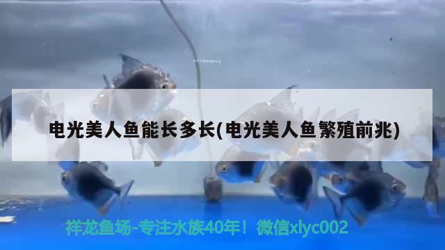 電光美人魚能長多長(電光美人魚繁殖前兆)