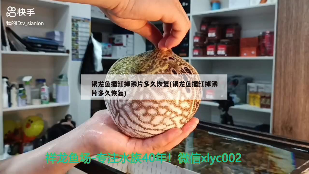 銀龍魚撞缸掉鱗片多久恢復(fù)(銀龍魚撞缸掉鱗片多久恢復(fù))