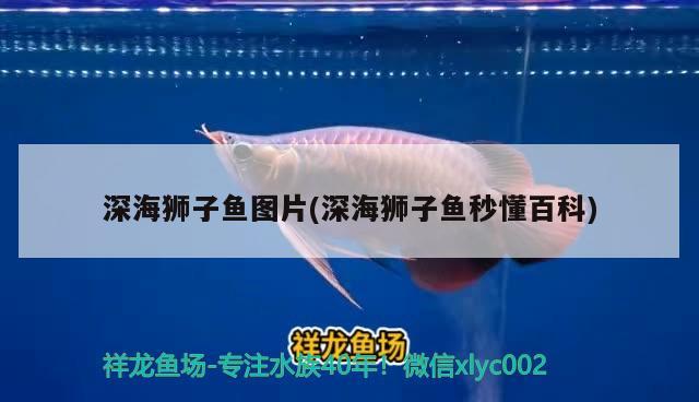 深海獅子魚圖片(深海獅子魚秒懂百科)