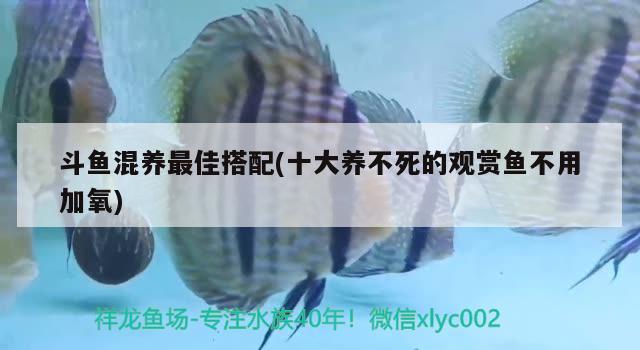 斗魚混養(yǎng)最佳搭配(十大養(yǎng)不死的觀賞魚不用加氧) 觀賞魚