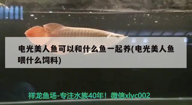 電光美人魚可以和什么魚一起養(yǎng)(電光美人魚喂什么飼料) 觀賞魚