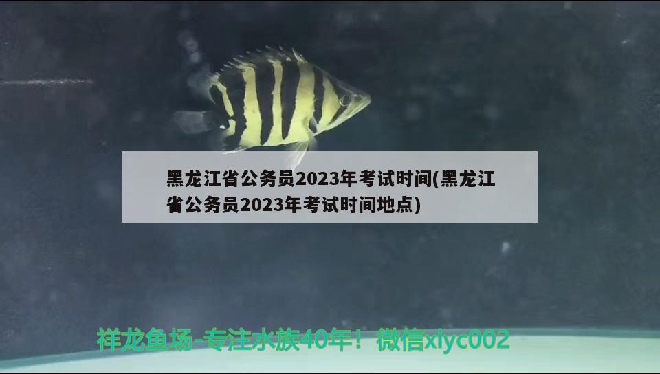 黑龍江省公務(wù)員2023年考試時(shí)間(黑龍江省公務(wù)員2023年考試時(shí)間地點(diǎn)) 觀賞魚(yú)