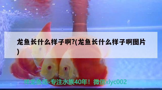 龍魚長什么樣子啊?(龍魚長什么樣子啊圖片) 狗頭魚