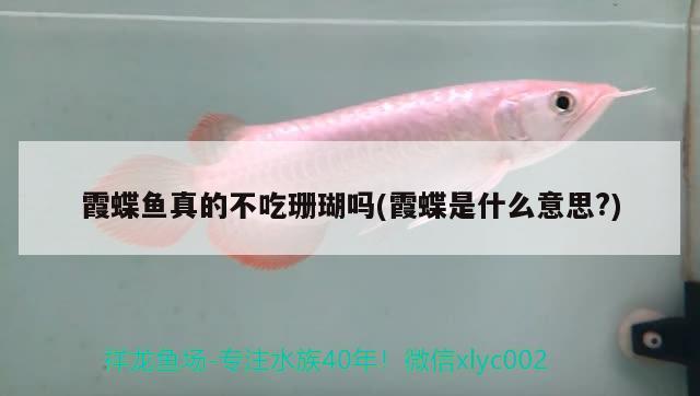 霞蝶魚(yú)真的不吃珊瑚嗎(霞蝶是什么意思?) 觀賞魚(yú) 第2張