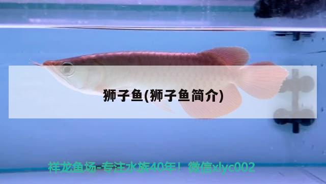 獅子魚(獅子魚簡介)