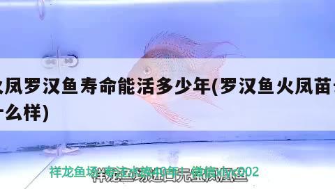 火鳳羅漢魚壽命能活多少年(羅漢魚火鳳苗長什么樣) 羅漢魚