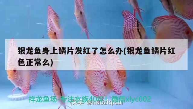 銀龍魚(yú)身上鱗片發(fā)紅了怎么辦(銀龍魚(yú)鱗片紅色正常么) 銀龍魚(yú)