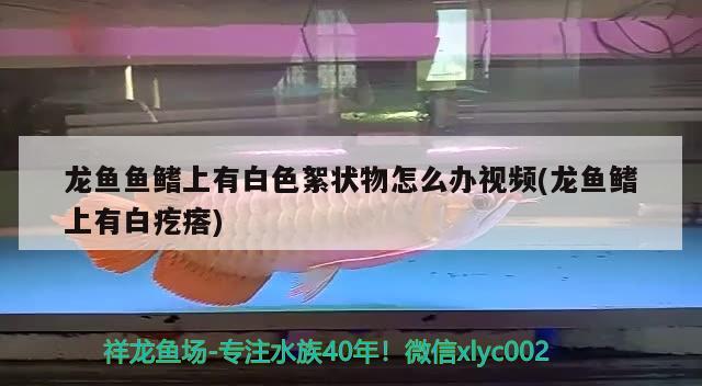 龍魚魚鰭上有白色絮狀物怎么辦視頻(龍魚鰭上有白疙瘩) 黑帝王魟魚