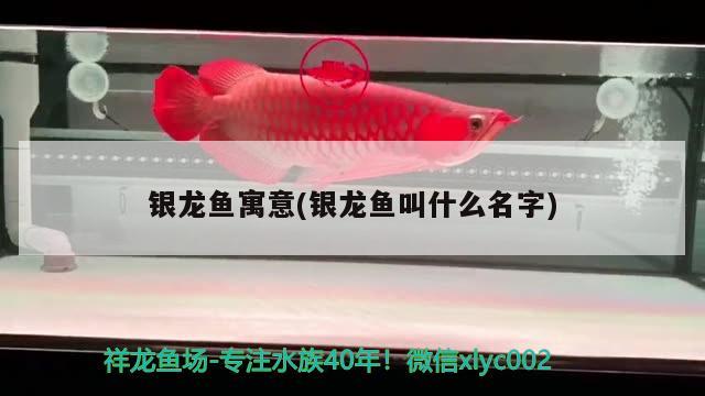 銀龍魚寓意(銀龍魚叫什么名字)