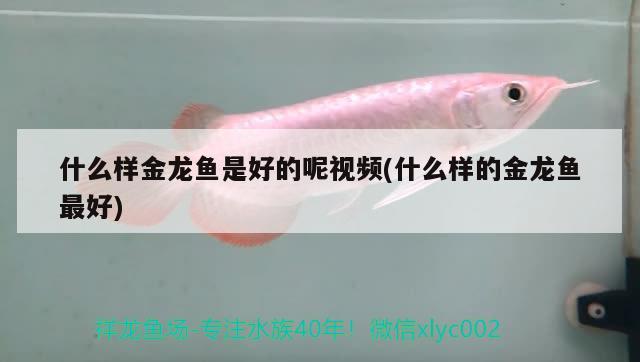 什么樣金龍魚是好的呢視頻(什么樣的金龍魚最好)