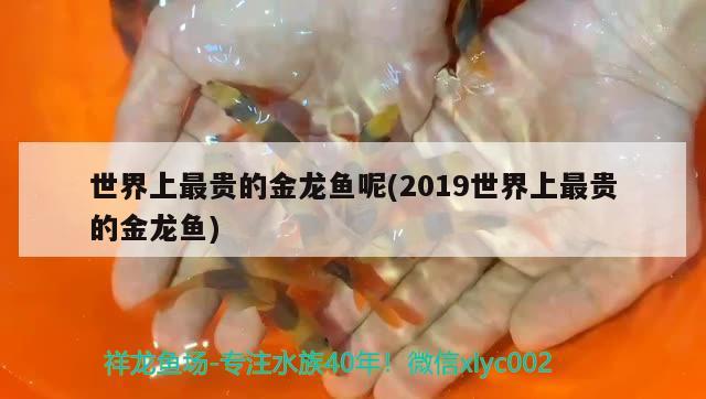 世界上最貴的金龍魚呢(2019世界上最貴的金龍魚) 二氧化碳設(shè)備