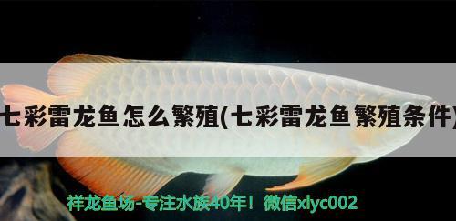 七彩雷龍魚怎么繁殖(七彩雷龍魚繁殖條件)