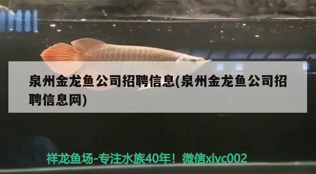 泉州金龍魚公司招聘信息(泉州金龍魚公司招聘信息網(wǎng))