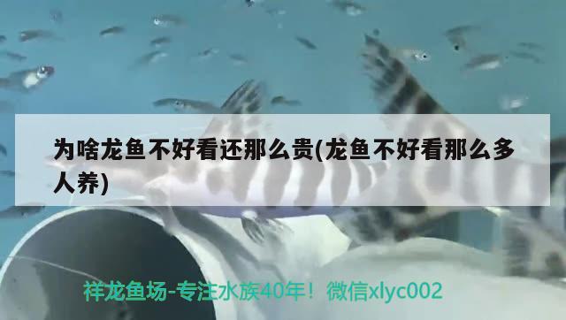 為啥龍魚不好看還那么貴(龍魚不好看那么多人養(yǎng)) 泰國(guó)虎魚