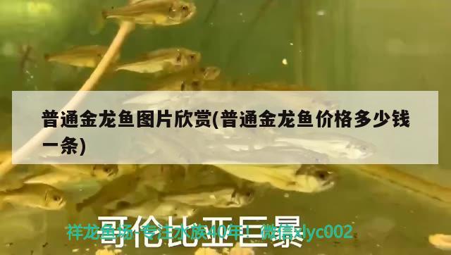 普通金龍魚圖片欣賞(普通金龍魚價(jià)格多少錢一條)