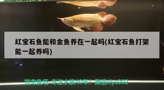 紅寶石魚(yú)能和金魚(yú)養(yǎng)在一起嗎(紅寶石魚(yú)打架能一起養(yǎng)嗎) 觀賞魚(yú)