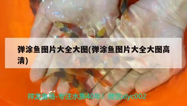 彈涂魚圖片大全大圖(彈涂魚圖片大全大圖高清)