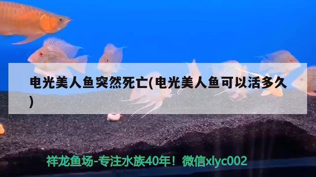 電光美人魚突然死亡(電光美人魚可以活多久)