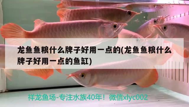 龍魚魚糧什么牌子好用一點(diǎn)的(龍魚魚糧什么牌子好用一點(diǎn)的魚缸) 圣菲埃及魚