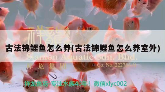 古法錦鯉魚怎么養(yǎng)(古法錦鯉魚怎么養(yǎng)室外) 觀賞魚