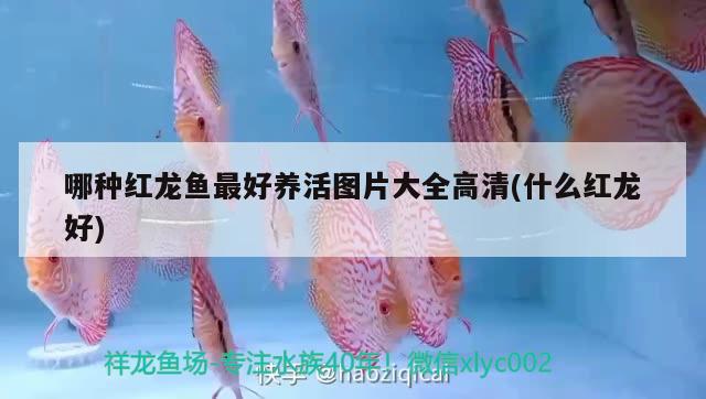 哪種紅龍魚最好養(yǎng)活圖片大全高清(什么紅龍好)