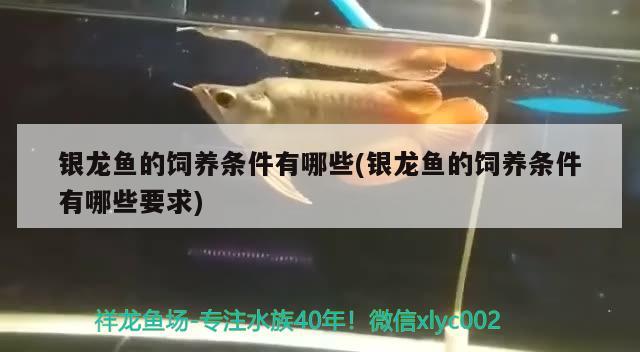 銀龍魚的飼養(yǎng)條件有哪些(銀龍魚的飼養(yǎng)條件有哪些要求)