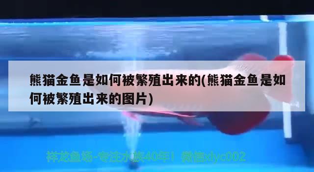 熊貓金魚是如何被繁殖出來的(熊貓金魚是如何被繁殖出來的圖片)