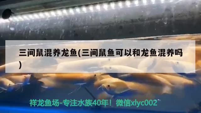 三間鼠混養(yǎng)龍魚(yú)(三間鼠魚(yú)可以和龍魚(yú)混養(yǎng)嗎)