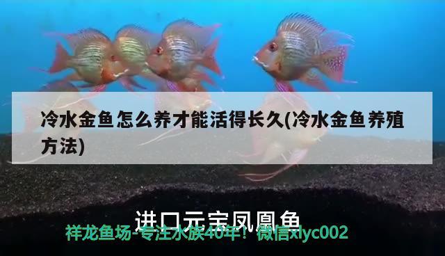 冷水金魚怎么養(yǎng)才能活得長(zhǎng)久(冷水金魚養(yǎng)殖方法)