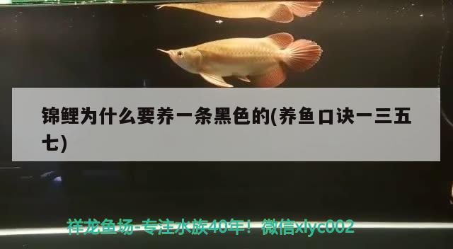 錦鯉為什么要養(yǎng)一條黑色的(養(yǎng)魚口訣一三五七)