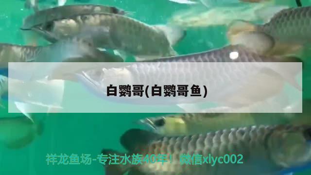 白鸚哥(白鸚哥魚) 觀賞魚