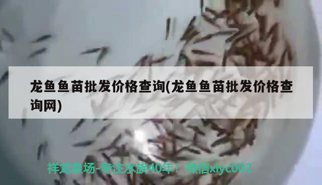 龍魚魚苗批發(fā)價格查詢(龍魚魚苗批發(fā)價格查詢網(wǎng))