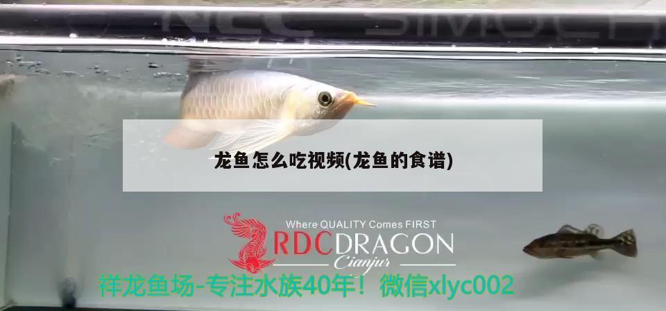 龍魚怎么吃視頻(龍魚的食譜)