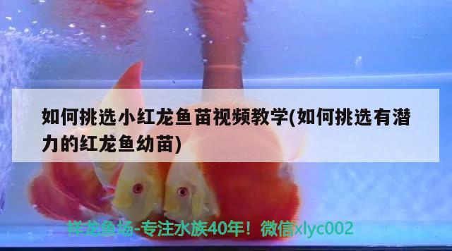 如何挑選小紅龍魚苗視頻教學(xué)(如何挑選有潛力的紅龍魚幼苗) 白條過背金龍魚