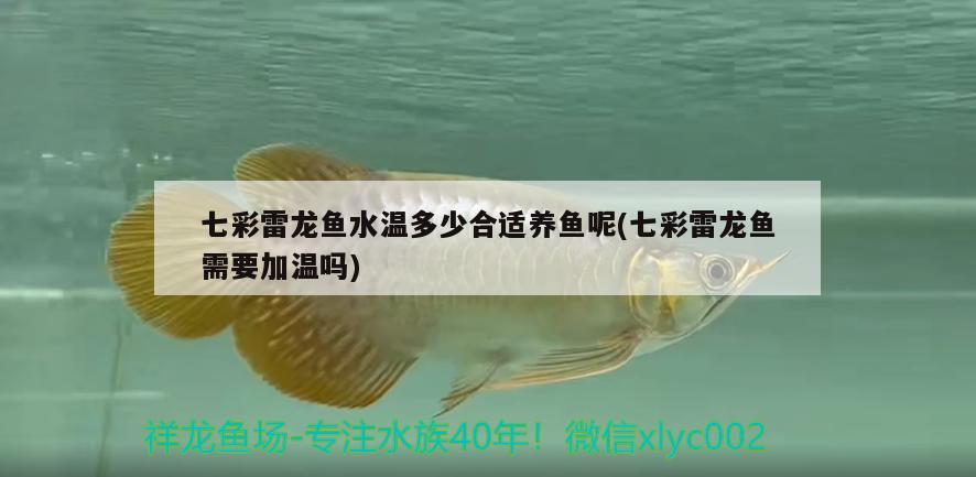 七彩雷龍魚水溫多少合適養(yǎng)魚呢(七彩雷龍魚需要加溫嗎)