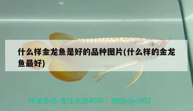 什么樣金龍魚(yú)是好的品種圖片(什么樣的金龍魚(yú)最好)