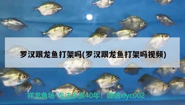 羅漢跟龍魚打架嗎(羅漢跟龍魚打架嗎視頻) 祥龍金禾金龍魚