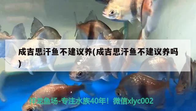 成吉思汗魚不建議養(yǎng)(成吉思汗魚不建議養(yǎng)嗎)